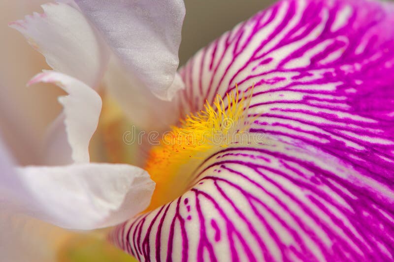 Iris Flower Macro