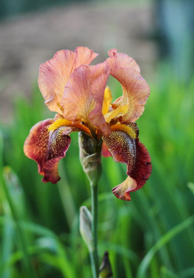 Multi colored iris flower stock image. Image of flower 118702345