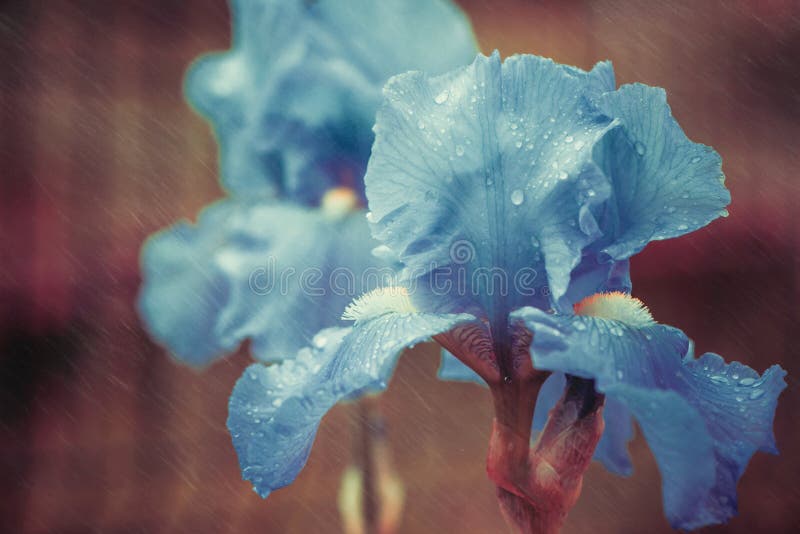 Iris flower with rainy drops