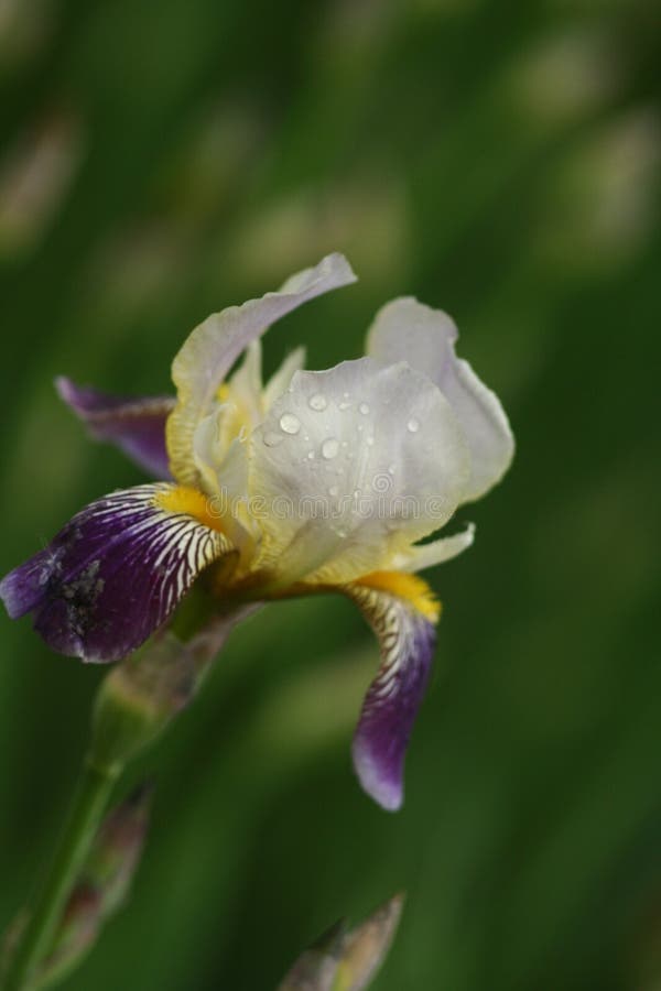 Wet iris in the garden stock photo. Image of dewdrops 138831488