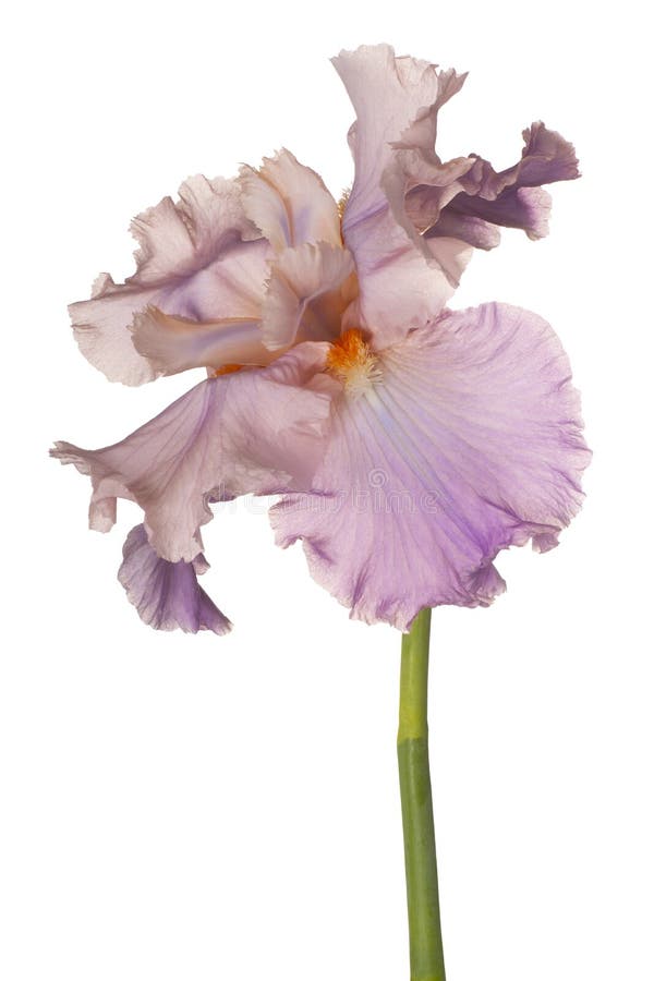 Iris flower stock image