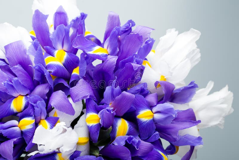 Iris Flowers Background, Spring Floral Patern Stock Photo - Image of ...