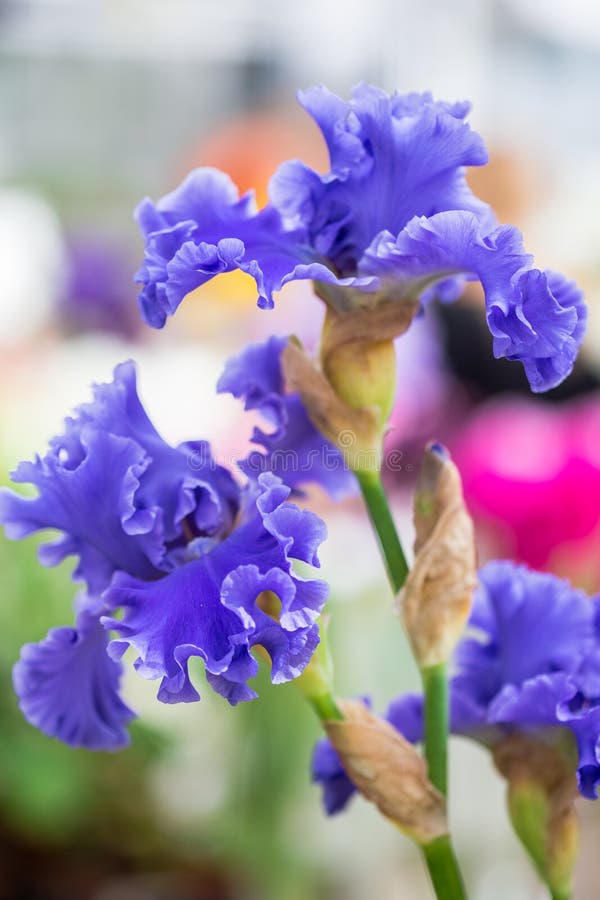 Close up of Blue Bearded Iris Flowers