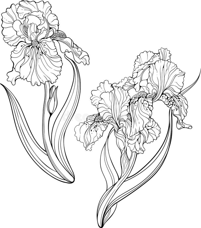 Download Iris Flowers. Coloring Page. Stock Vector - Illustration ...