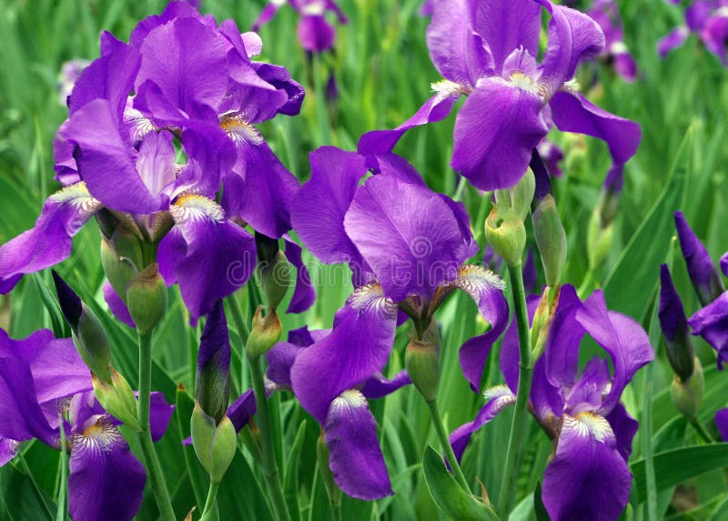 Iris Flowers on a Flower Bed in the Park Stock Photo Image of botany