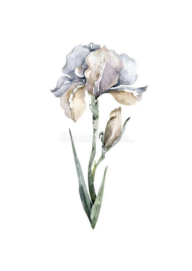Vintage Hand-drawn Iris Flowers Stock Illustration - Illustration of ...