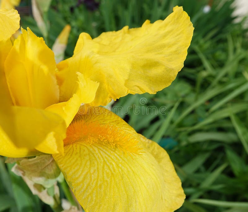 Iris Flowers are Large and Beautiful Stock Photo Image of berry, lilac 250892760