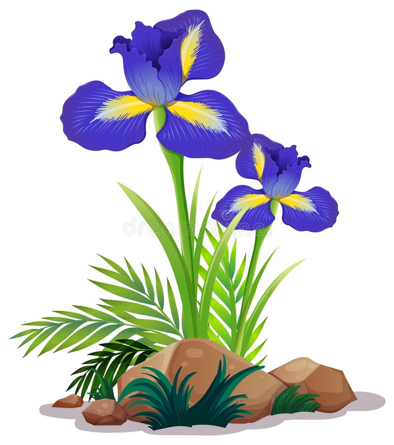 Flowers and Rocks. Illustration Drawn in a Raster Graphic Editor Stock ...