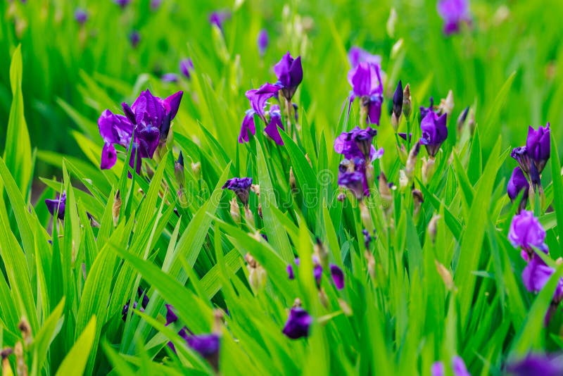 450 Iris Sprout Stock Photos Free & RoyaltyFree Stock Photos from