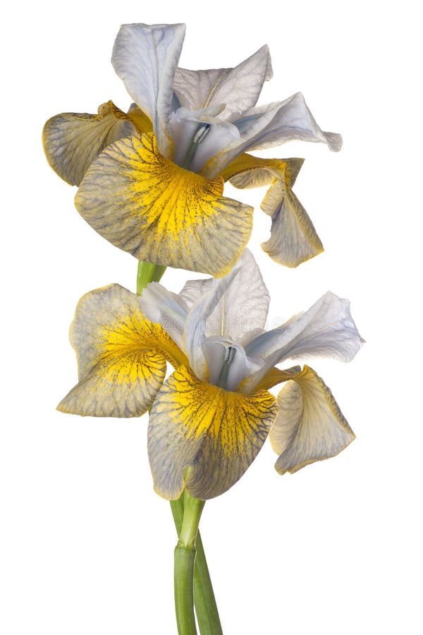 Iris flowers