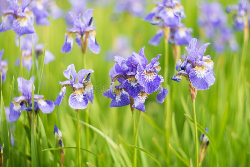 Iris Flowers, Summer Field, Outdoor. Background Stock Photo - Image of ...