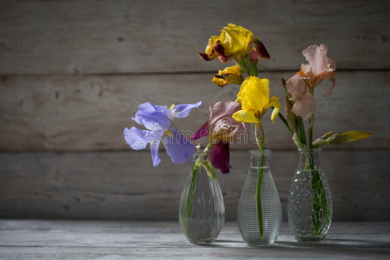 Iris flowers in vases stock photo. Image of floral, season 93411080
