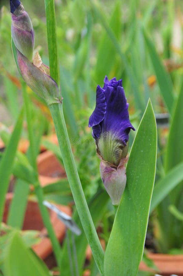 Iris Garden Series Blue Bearded Iris Making Time Stock Image Image