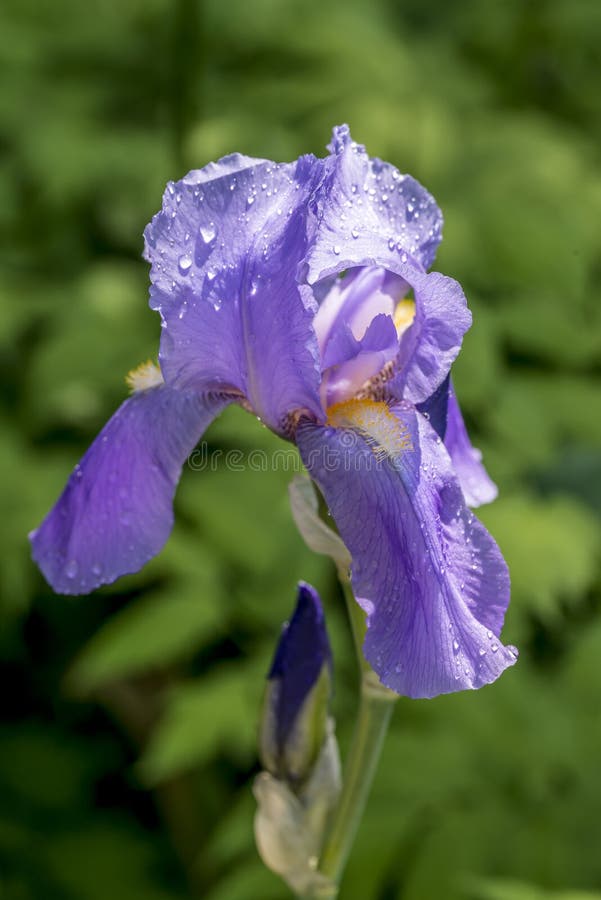 Iris germanica stock photo. Image of plant, beauty, petal 56805912