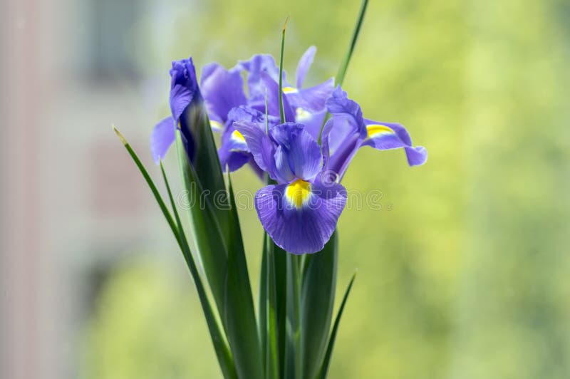 Iris Hollandica Sapphire Beauty ornamental flowering plant, purple violet and partly yellow flowers in bloom royalty free stock photos Iris Hollandica Sapphire Beauty ornamental flowering plant, purple violet and partly yellow flowers in bloom royalty free stock photos