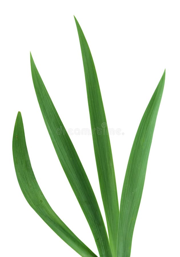 Iris Leaves stock image. Image of leaf, season, plants 5630445