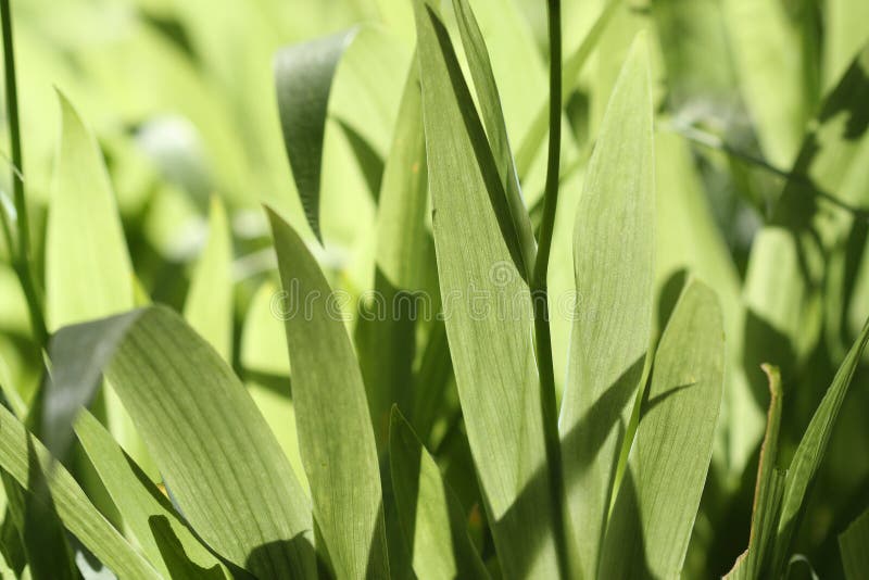 Iris leaves