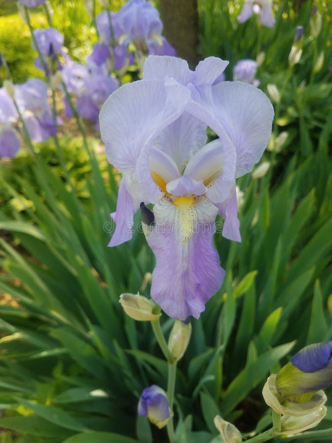 Iris mauve-clair image stock. Image du iris, fleur, jardin - 117390531