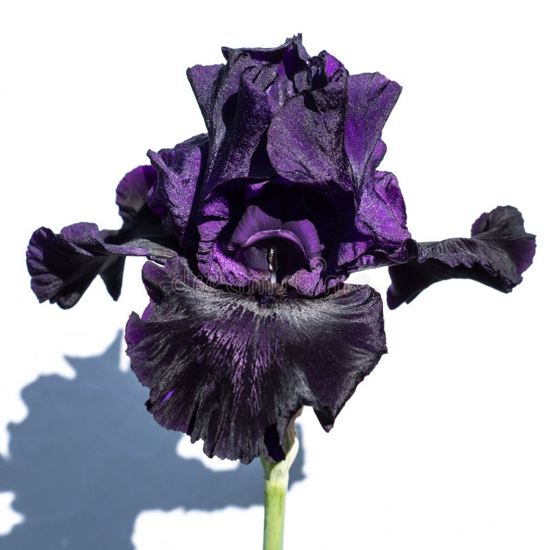 Iris mauve-foncé photo stock. Image du pétale, détail - 67431298