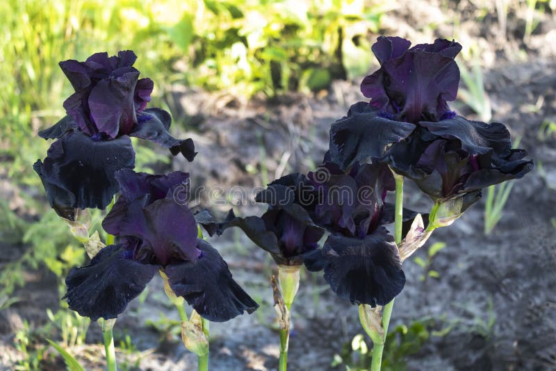 Iris negro. imagen de archivo. Imagen de florecimiento - 186978735