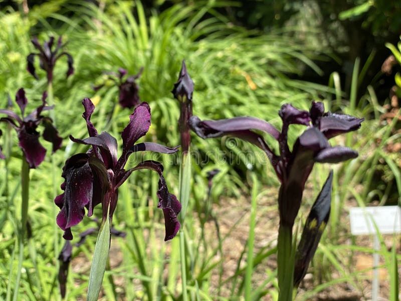 Flora. Iris Negro. Flores En Flor. Hermosas Flores Imagen de archivo - Imagen de verano, sedoso: 211817835 Flora. Iris Negro. Flores En Flor. Hermosas Flores Imagen de archivo - Imagen de verano, sedoso: 211817835