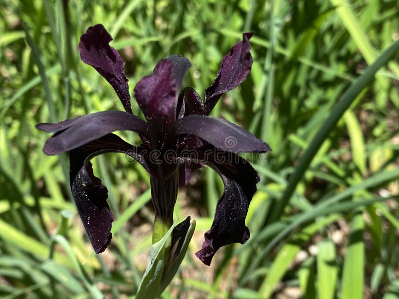 Flora. Iris Negro. Flores En Flor. Hermosas Flores Imagen de archivo - Imagen de verano, sedoso: 211817835 Flora. Iris Negro. Flores En Flor. Hermosas Flores Imagen de archivo - Imagen de verano, sedoso: 211817835