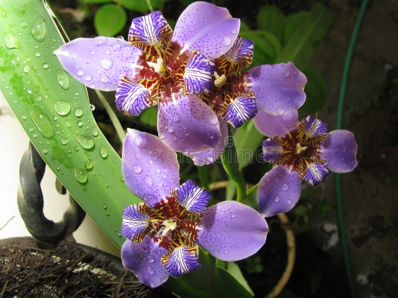 Iris Neomarica Caerulea Regina