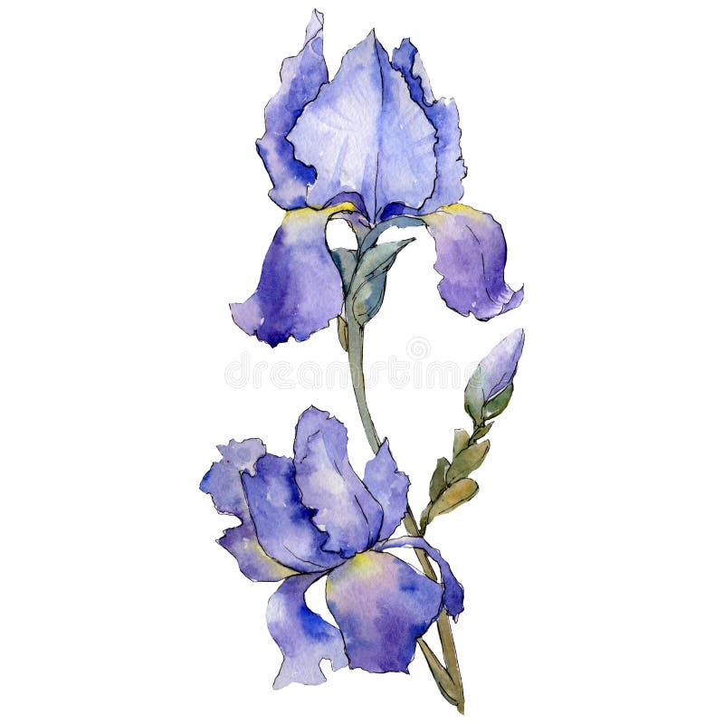 Iris Púrpura Flor Botánica Floral La Acuarela Del Dibujo Del Watercolour Aisló Elemento Aislado Del Ejemplo Del Iris Stock de ilustración - Ilustración de flor, floral: 130784502 Iris Púrpura Flor Botánica Floral La Acuarela Del Dibujo Del Watercolour Aisló Elemento Aislado Del Ejemplo Del Iris Stock de ilustración - Ilustración de flor, floral: 130784502