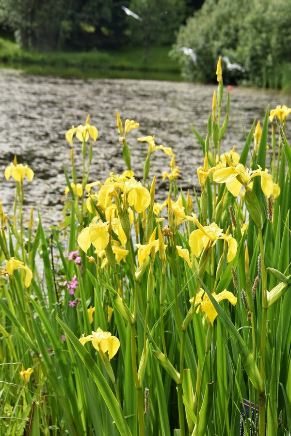 Iris Pseudacorus Water Iris by a Pond Stock Photo Image of shore