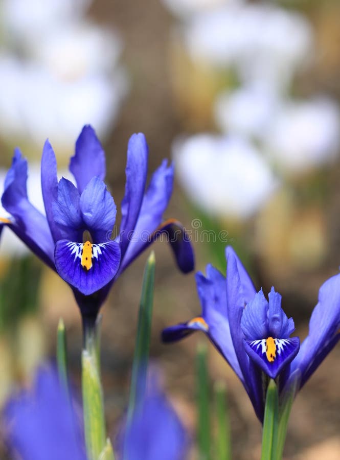 Iris pumila