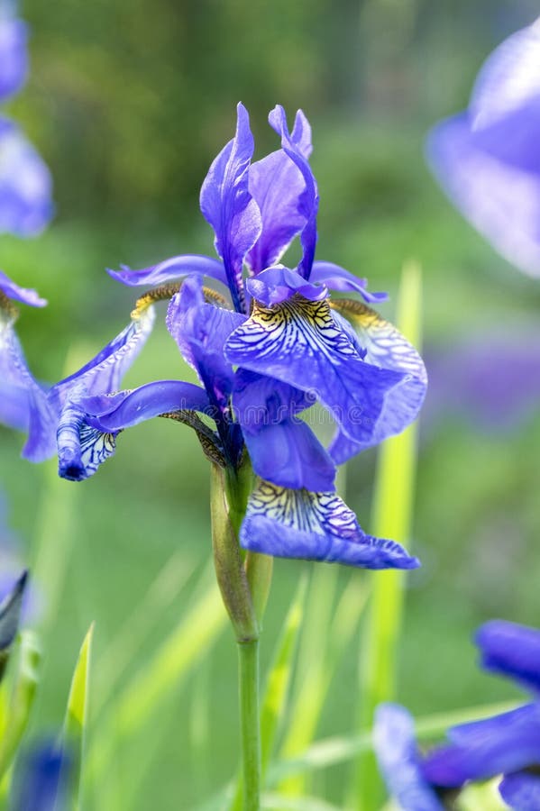 Iris sibirica in der Blüte, wilde Blumen stockfoto Iris sibirica in der Blüte, wilde Blumen stockfoto