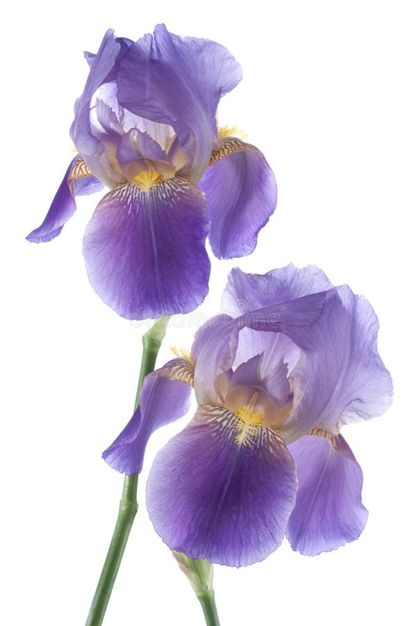 Iris