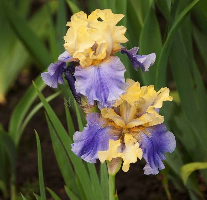 Iris Flowers. Purple Iris in Garden, Blue and Purple Colored Iris