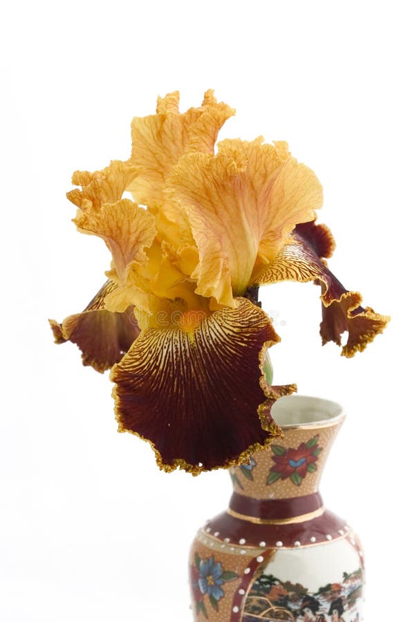 Iris in a vase stock image. Image of life, still, asian 739525