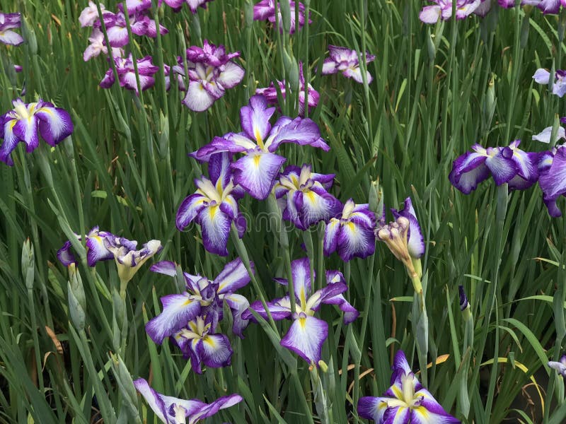 Iris versicolor, variegated flowers of rich violet mottled