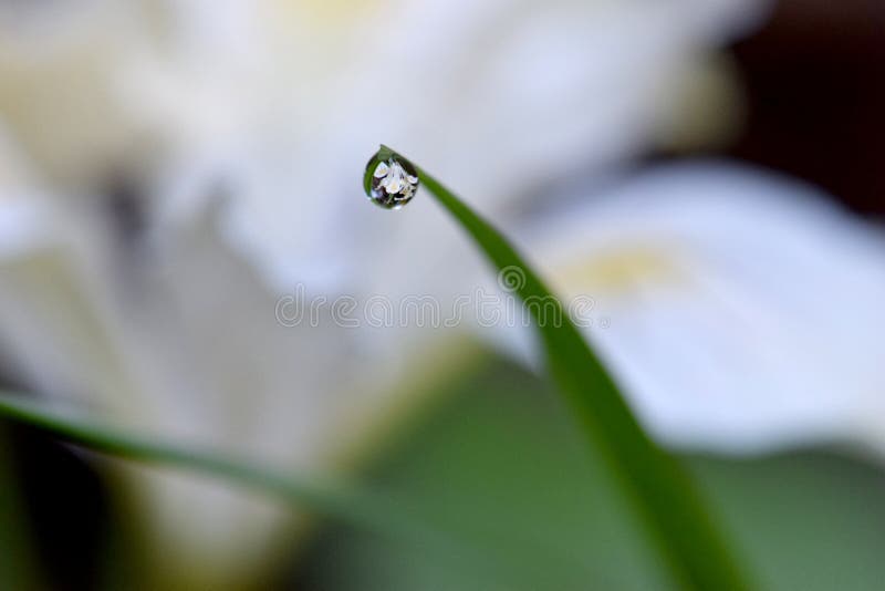 Iris Water Drop sauvage photo libre de droits Iris Water Drop sauvage photo libre de droits