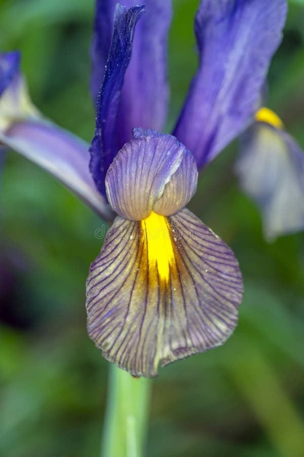 Iris xiphium,Spanish iris stock photo. Image of plants 186688564