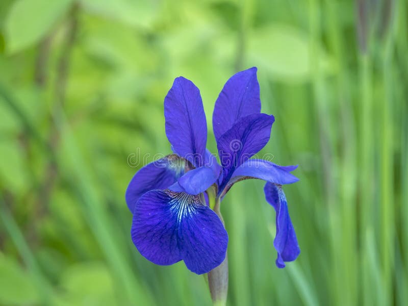 Iris xiphium,Spanish iris stock image. Image of closeup 219696745