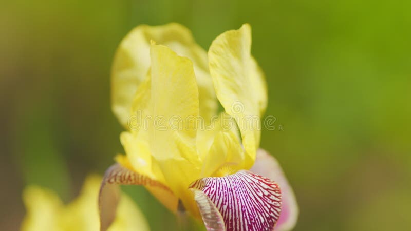 Iris à barbe jaune et violet. fleur d'iris jaune violet sur fond vert flou. mouvement lent. clips vidéos