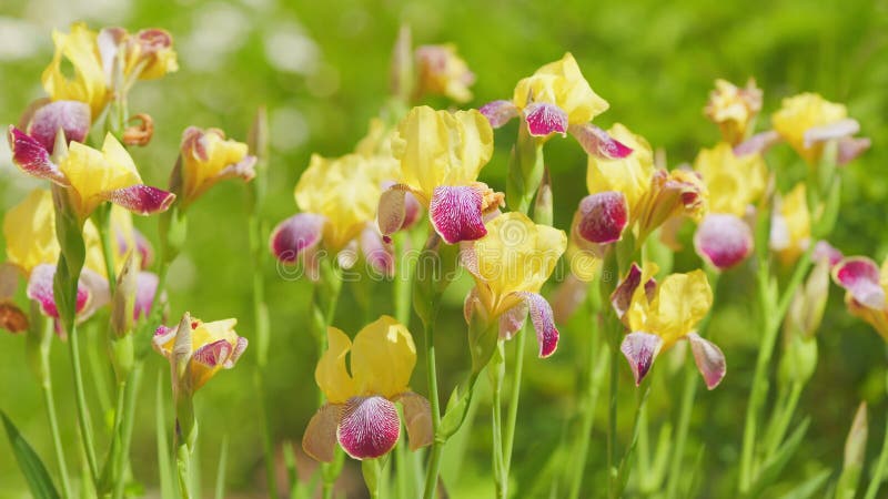 Iris à barbe jaune et violet. fleur d'iris jaune violet sur fond vert flou. mouvement lent. clips vidéos