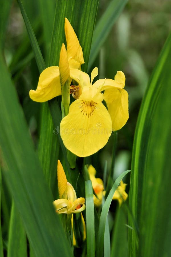 Iris żółty