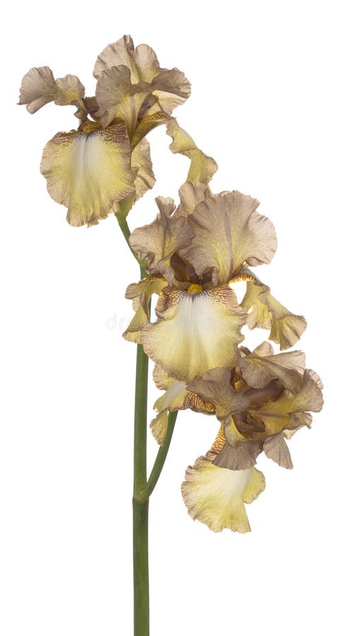 Irisblume isoliert lizenzfreie stockfotos