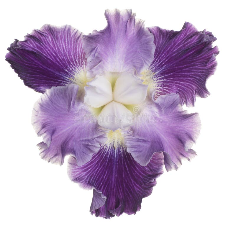 Irisblume isoliert stockfotos