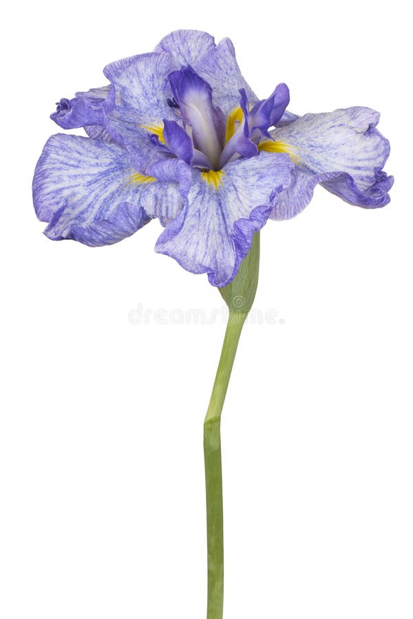 Irisblume isoliert stockfotos