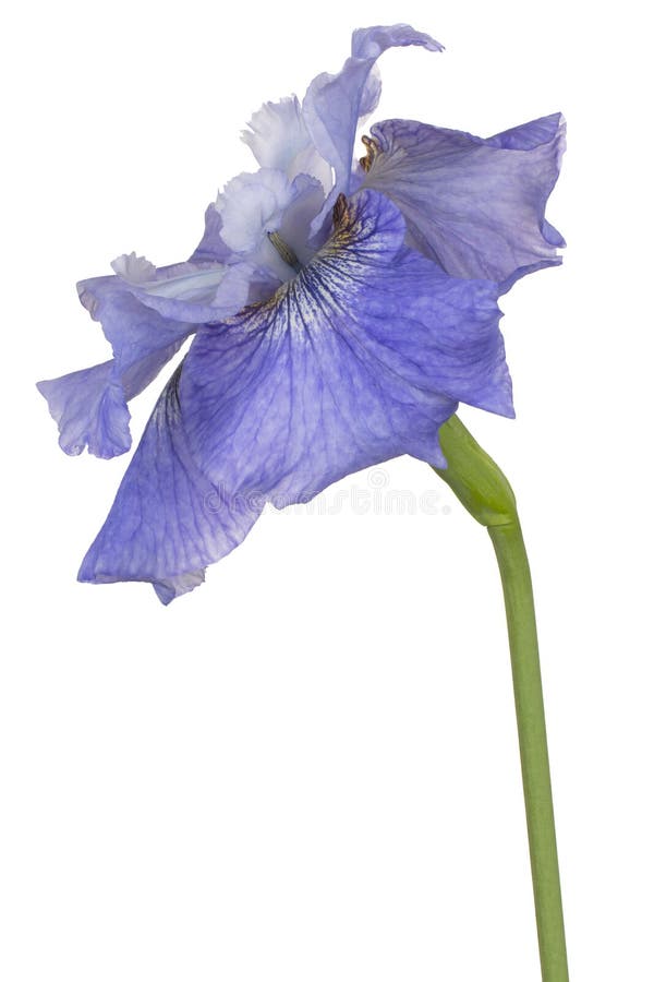 Irisblume isoliert lizenzfreie stockfotos