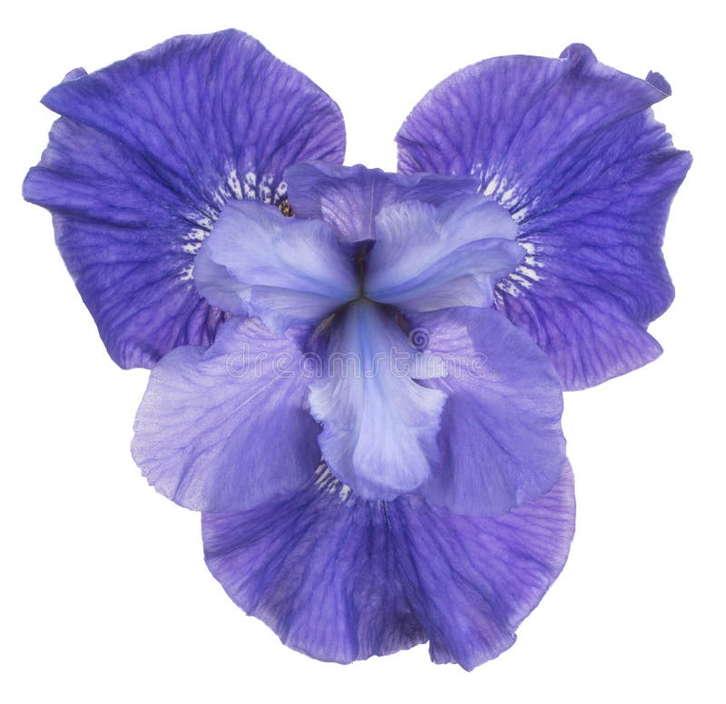 Irisblume isoliert stockbild