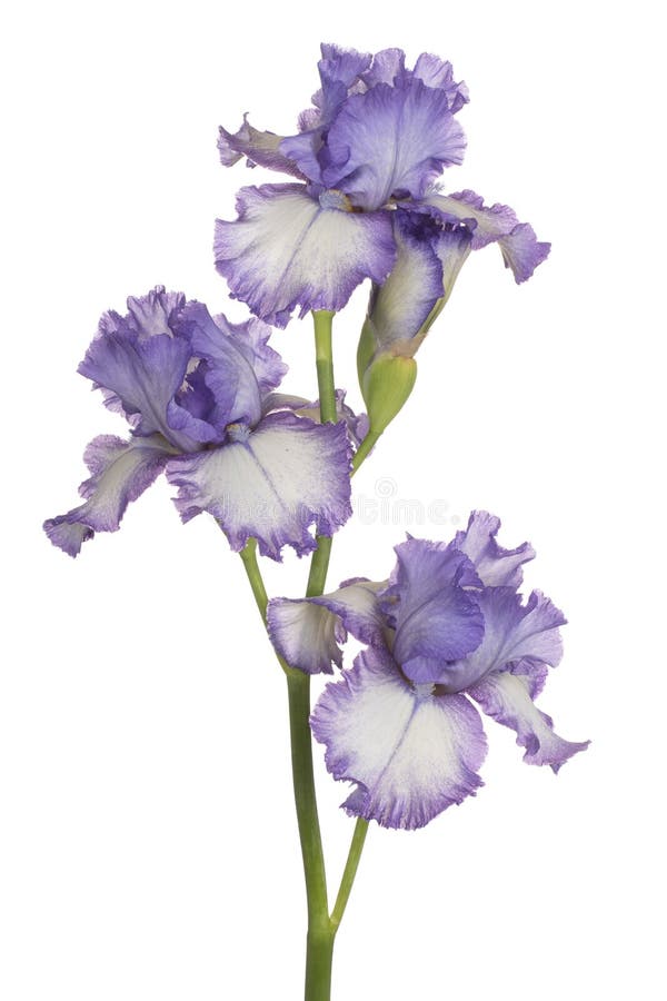 Irisblume isoliert stockfotos