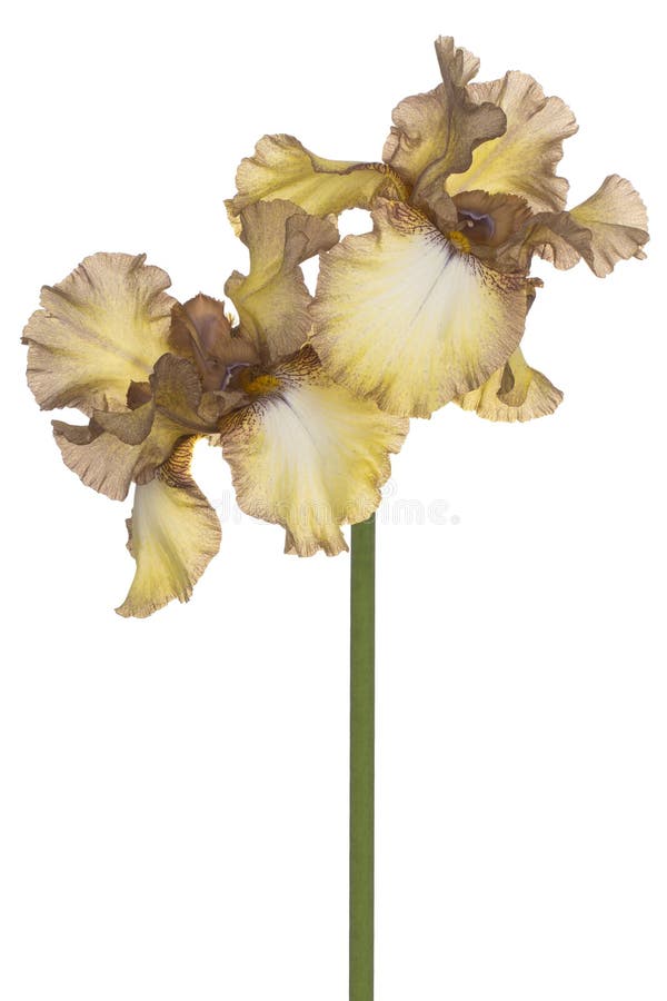 Irisblume isoliert stockbild