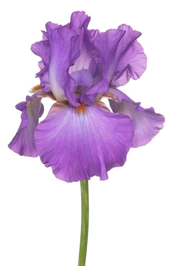 Irisblume isoliert stockfotografie