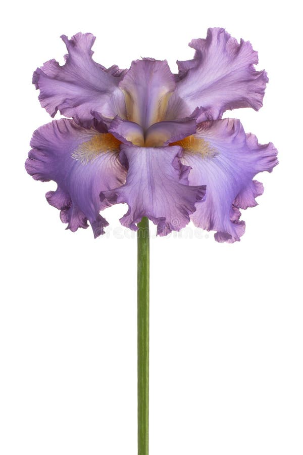 Irisblume isoliert stockfotografie